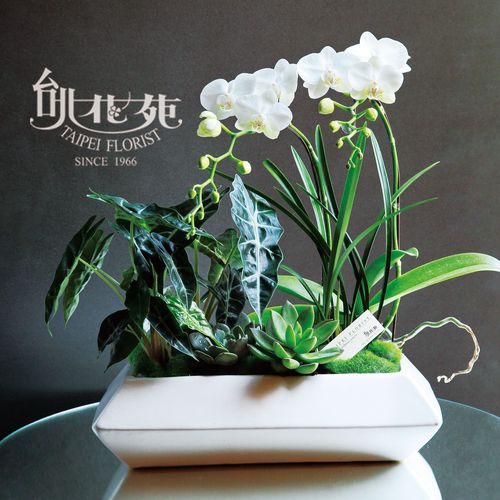 TF9813 淨白花禮